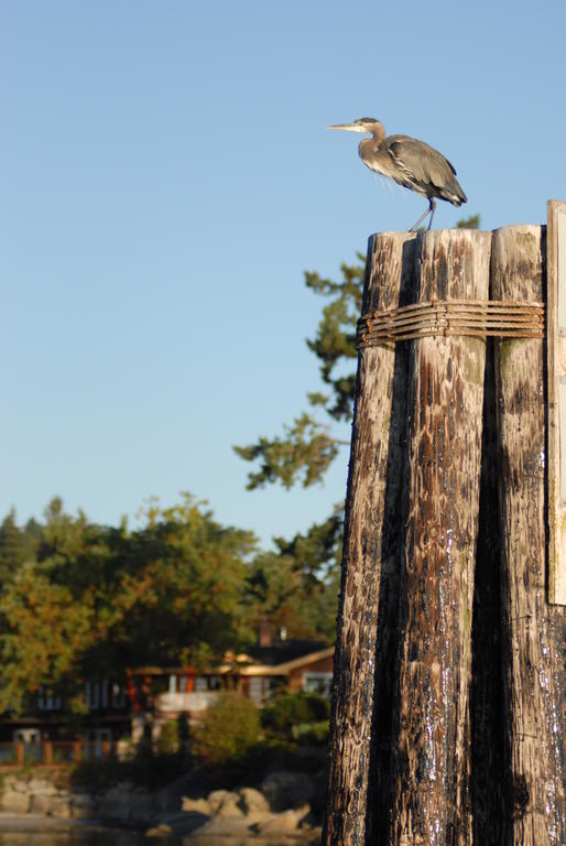 Galiano Oceanfront Inn & Spa Sturdies Bay Kültér fotó